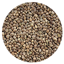 http://www.counter-intelligence.nl/wp-content/uploads/2016/07/hempseeds.png