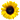 Sunflower oil